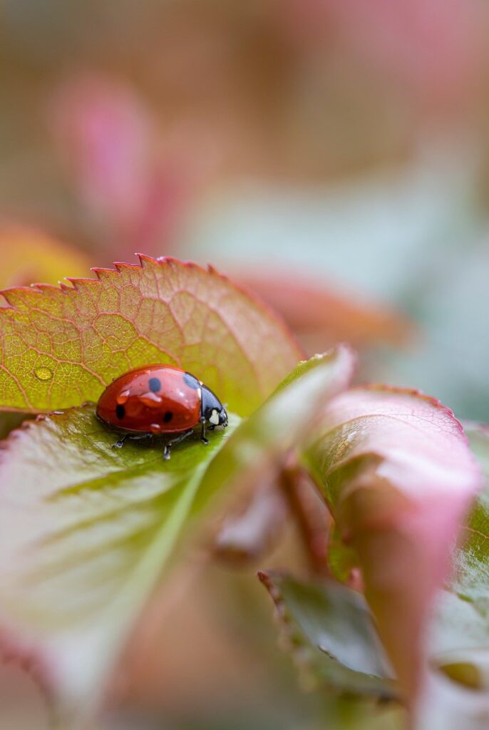 insect, ladybug, nature-7102809.jpg